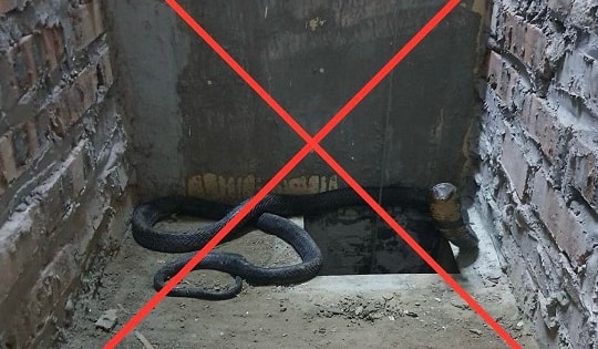 Khởi tố đối tượng buôn bán rắn hổ mang chúa dài 2 mét, nặng 8 kg