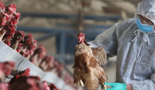 Việt Nam ghi nhận trường hợp mắc cúm A/H9 đầu tiên, Bộ Y tế gửi công văn khẩn