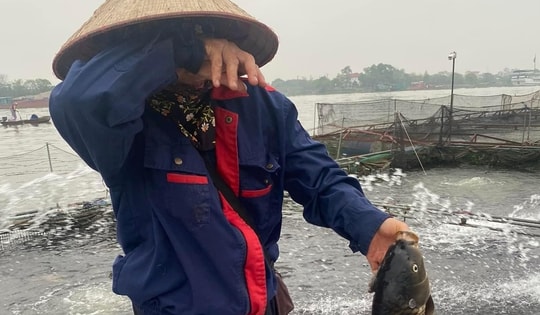 Cá chết không thuyên giảm, người dân Hải Dương 'kiệt quệ' khi phải đối mặt với mức thiệt hại lớn