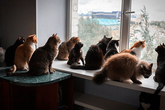 Người phụ nữ bị kết án tù vì nuôi 159 con mèo và 7 con chó trong chung cư