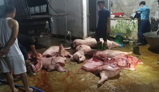 Hơn 1 tấn thịt nhiễm dịch tả lợn Châu Phi 'suýt' lên mâm cơm