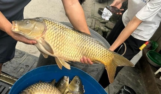Cá chép giòn giảm 'tụt dốc' chỉ còn từ 16 nghìn đồng/kg, nguồn gốc từ đâu?