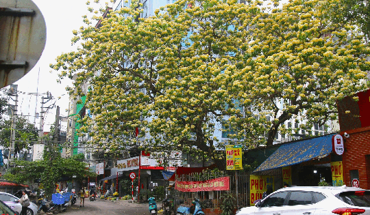 Cây hoa bún 300 tuổi bung nở vàng rực, người dân Hà Nội thích thú 'check in'
