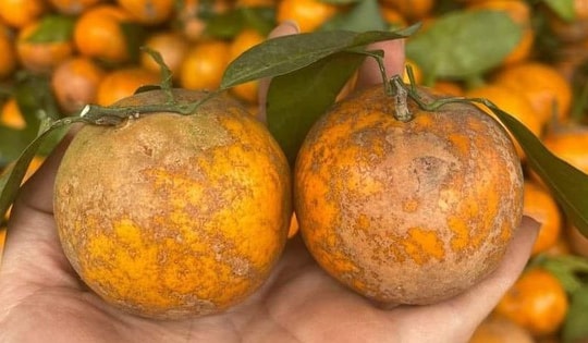 Sự thật về Quýt sim giá 40.000 đồng/kg bán tràn lan trên MXH