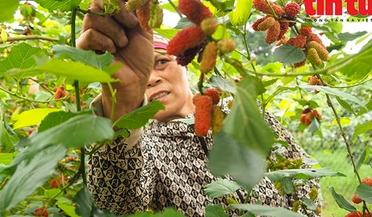 Dâu tằm chín đỏ, người dân tất bật vào mùa thu hoạch