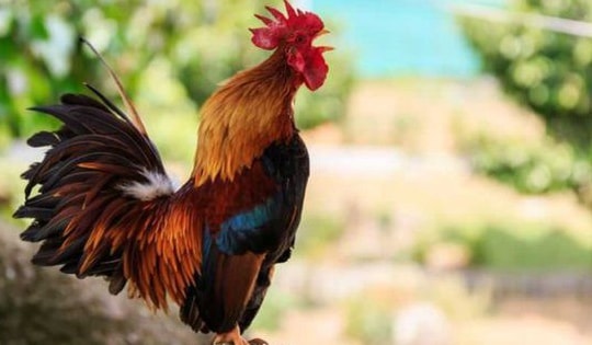 3 con giáp nhiều vận may tài lộc, cuộc sống trở lên tươi vui hơn theo tử vi tuần mới từ 18/3/2024 – 24/3/2024