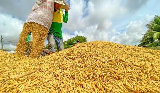 Giá lúa, gạo cùng tăng