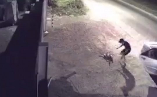 Clip nam thanh niên ở TPHCM đi ô tô trộm chó trong tích tắc