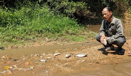 Vụ cá chết ở khe Rào Trường: Hoàn thiện hồ sơ để xử phạt một trang trại nuôi lợn gây ô nhiễm môi trường