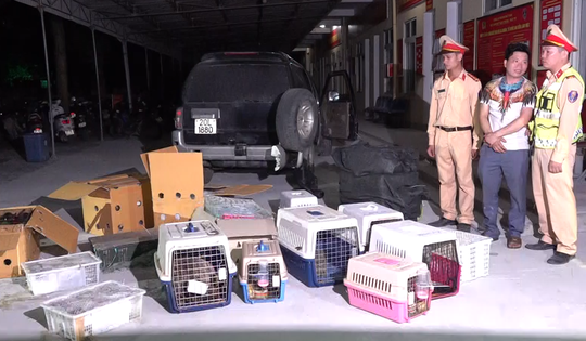 Video bắt đối tượng vận chuyển trái phép 420 cá thể động vật hoang dã quý hiếm