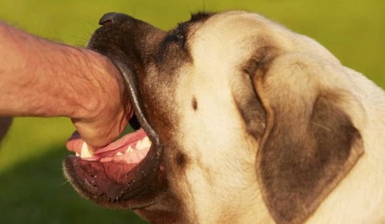 Chó chết sau khi cắn chủ nhà, chuyên gia giải thích vì sao chó dại sau khi cắn người lại chết?