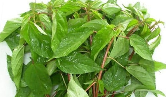 Ăn rau đay giảm cholesterol xấu và nhiều lợi ích sức khỏe khác