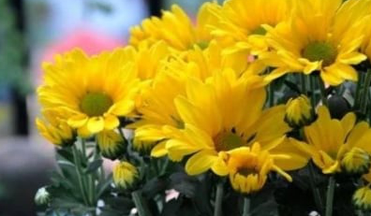 Vì sao hoa cúc lại hay được chọn để dâng cúng?