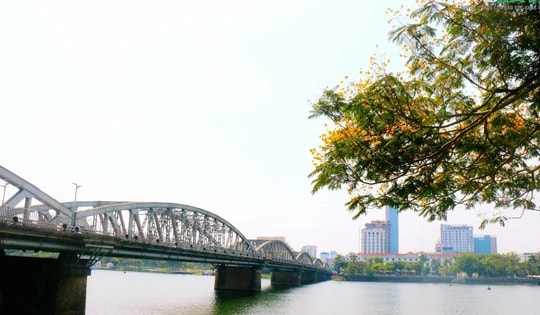 Mê mẩn sắc hoa điệp vàng khoe sắc khắp phố phường xứ Huế