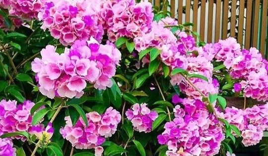 Leo khoẻ, chịu nắng tốt lại cho hoa quanh năm, cây cảnh trồng ban công này vừa mát vừa đẹp