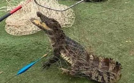 Hà Nội: Bất ngờ bắt được cá sấu khi đang câu cá