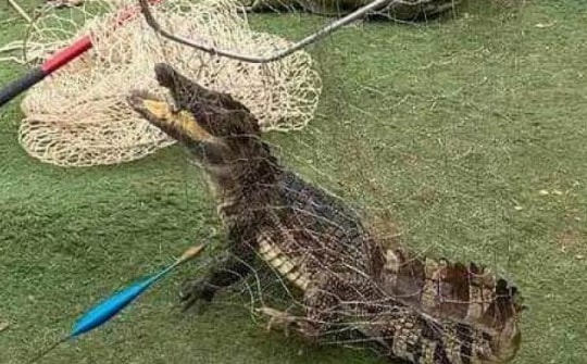 Tin tức 24h qua: Bất ngờ bắt được cá sấu giữa hồ ở Hà Nội