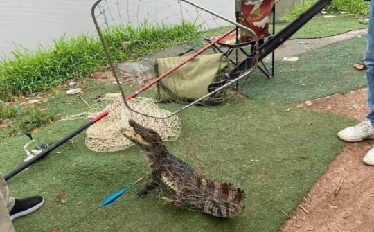 Công an rà soát khu vực cần thủ bắt được cá sấu ở Hà Nội