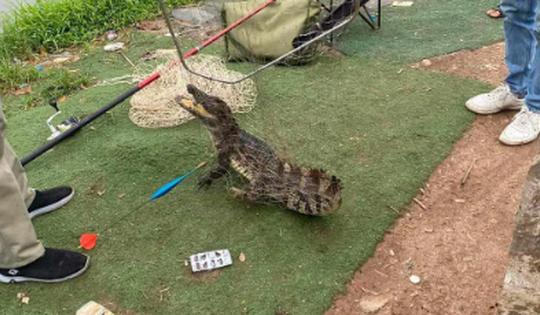 Công an rà soát toàn bộ khu vực phát hiện cá sấu ở hồ câu