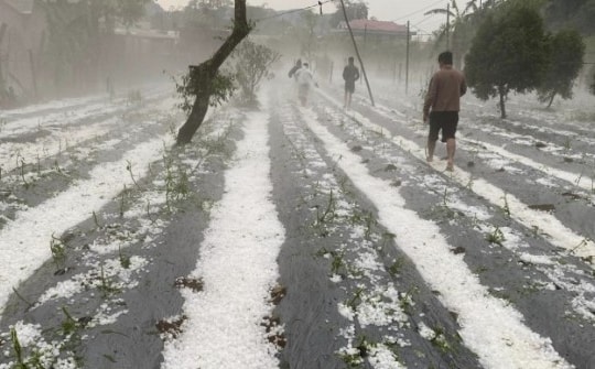 Sơn La, Hòa Bình thiệt hại nặng nề sau trận mưa đá “lớn chưa từng có”
