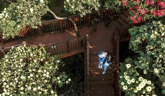 Đếm từng ngày đến 30/4 để lên Fansipan ngắm "nữ hoàng hoa Tây Bắc"