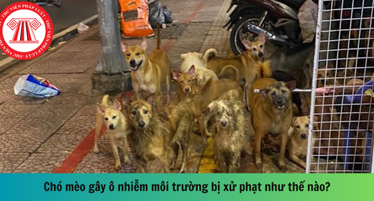 Từ vụ nuôi 79 con chó gây ô nhiễm: Chó mèo gây ô nhiễm môi trường bị xử phạt như thế nào?