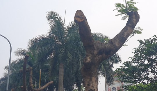 Hà Nội: Xót xa hàng loạt cây xanh bị tỉa trơ trụi