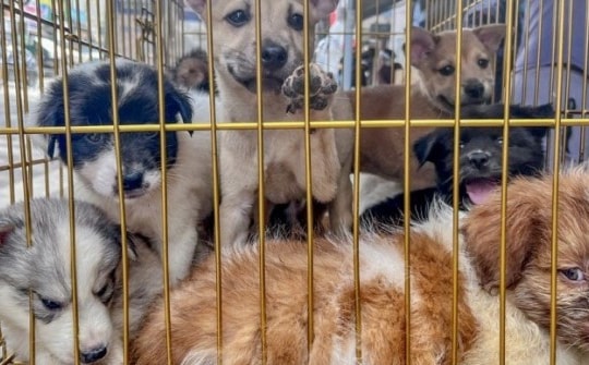 TP.HCM có thể thí điểm gắn chip để quản lý chó, mèo