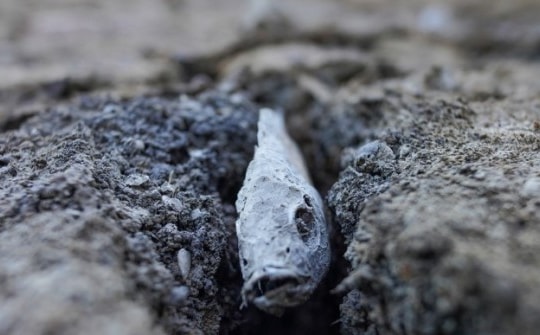 Gam màu u ám nơi rốn hạn Long An