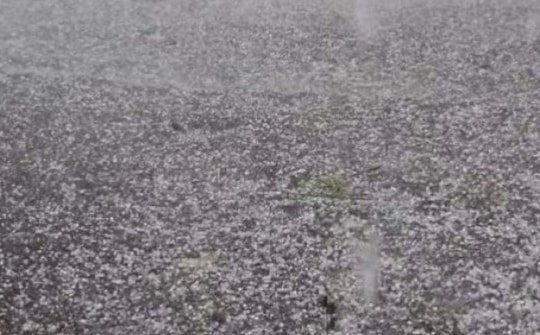 CLIP: Mưa đá trút xuống đồng lúa chín, nông dân trắng tay