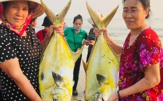 Ngư dân Hà Tĩnh “trúng” mẻ cá vàng dương, thu về hơn 300 triệu đồng
