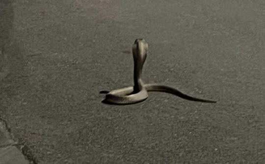 Hà Nội: Rắn hổ mang bò giữa đường trong khu đô thị