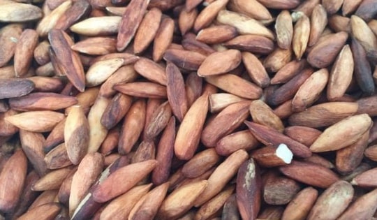 Loại hạt là quà vặt miễn phí của học trò xưa nay bỗng thành đặc sản, giá nửa triệu/kg vẫn tranh mua