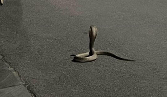 Rắn hổ mang nặng 3kg vào khu đô thị ở Hà Nội ‘dạo chơi’