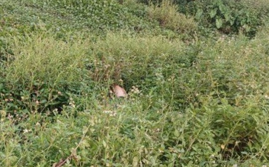 Hốt hoảng phát hiện thi thể nam thanh niên dưới ruộng