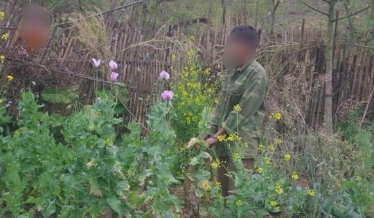 Trồng cây thuốc phiện để ngâm rượu chữa bệnh là hành vi vi phạm pháp luật