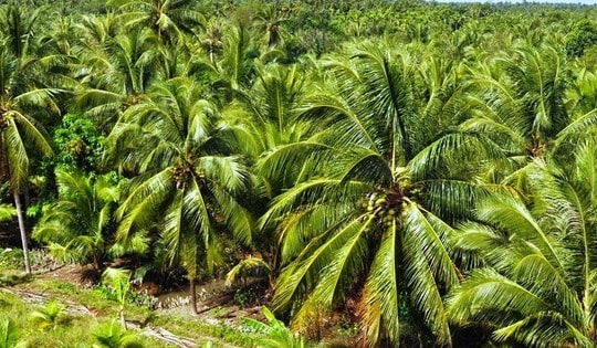 Vườn dừa 25.000 cây, có thể thu 25.000 USD từ bán tín chỉ carbon