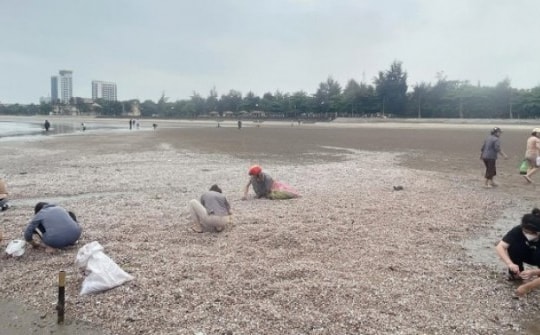 Người dân đổ ra biển nhặt sò huyết dạt bờ