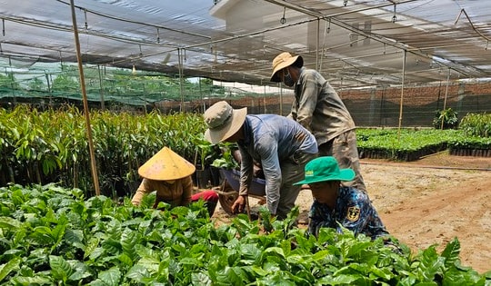 Giá cà phê lập kỷ lục chưa từng có, cây giống cũng ‘nhảy múa’ theo