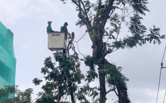 Đốn hạ, di dời gần 100 cây xanh để mở rộng đường vào sân bay Tân Sơn Nhất