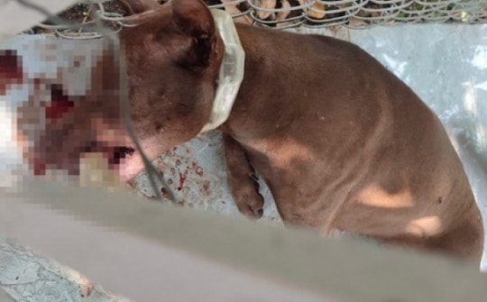 Bình Phước: Nhiều người đi đường bị chó dại cắn