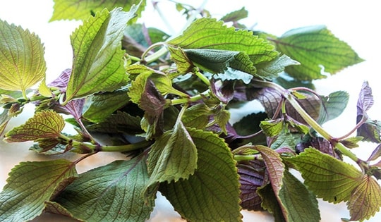 Tía tô có chữa được bệnh gout không?