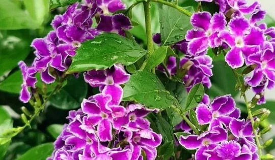 2 cây cảnh ra hoa rực rỡ này mùa hè càng nóng càng phát triển nhanh, ví như 'nữ hoàng mùa hạ'