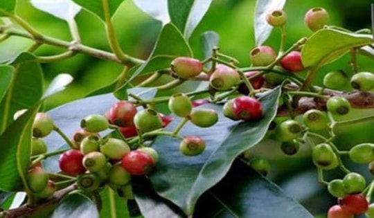 Bất ngờ loại lá quen thuộc của người Việt giúp hỗ trợ điều trị bệnh tiểu đường, giải độc gan hiệu quả