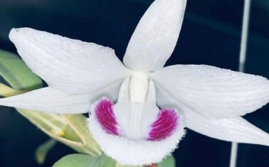 Kẻ 'ẩn mặt' sau mạng xã hội và cú lừa hoa lan đột biến