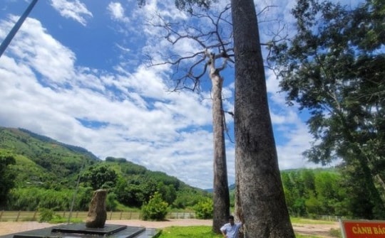 Thông tin "lại" vụ cần 400 triệu đồng để... chặt hạ, bảo tồn cây Di sản