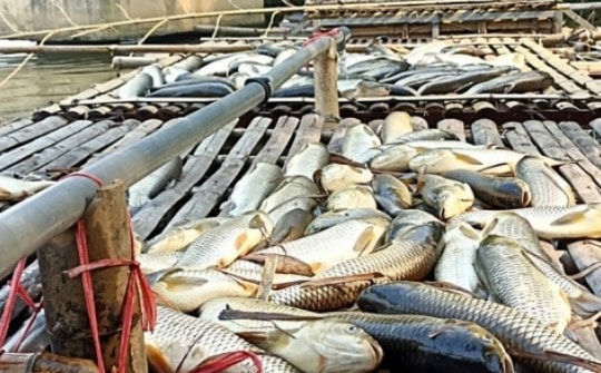 Cá chết trên sông Mã kéo dài 50 km