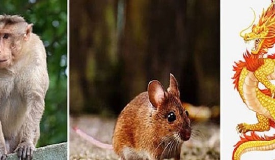 Tử vi tuần mới 6/5 - 12/5/2024, các con giáp này đối mặt thách thức nên chú ý ngay điều này để vận may kéo tới