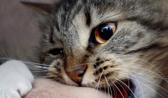 Có thể lây bệnh dại từ chó mèo đã tiêm phòng dại không?