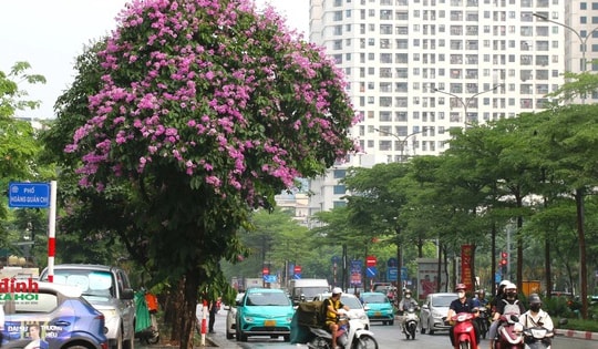 Hà Nội đẹp ngỡ ngàng mùa hoa bằng lăng tím